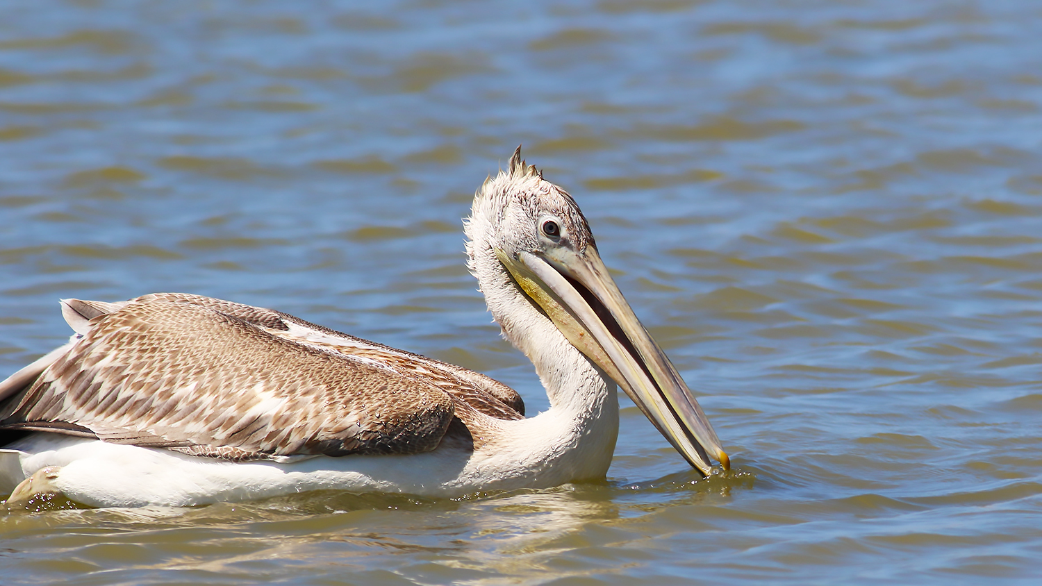 Dalmatian Pelican
